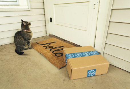Brown tabby cat on brown cardboard box